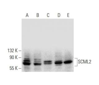 SCML2 Antibody (E-12) - Western Blotting - Image 130115 