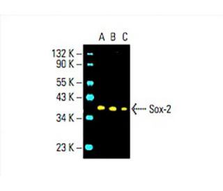 Sox2 Antibody (E-4) - Western Blotting - Image 394708 