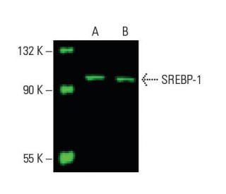 SREBP-1 Antibody (2A4) - Western Blotting - Image 396264 