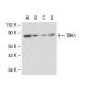 TBK1 Antibody (108A429) - Western Blotting - Image 17593 