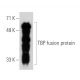 TBP Antibody (A-9) - Western Blotting - Image 30321