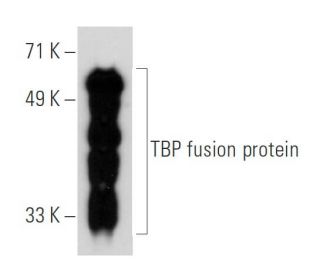 TBP Antibody (A-9) - Western Blotting - Image 30321