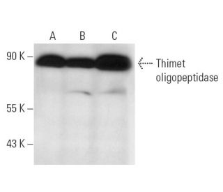 Thimet oligopeptidase Antibody (4D6) - Western Blotting - Image 13447 