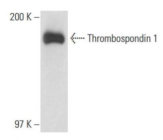 Thrombospondin 1 Antibody (A4.1) - Western Blotting - Image 18099