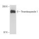 Thrombospondin 1 Antibody (A4.1) - Western Blotting - Image 18099