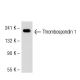 Thrombospondin 1 Antibody (A6.1) - Western Blotting - Image 50641 