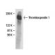 Thrombospondin 1 Antibody (A6.1) - Western Blotting - Image 18110