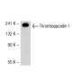 Thrombospondin 1 Antibody (MS-421) - Western Blotting - Image 50643