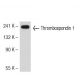 Thrombospondin 1 Antibody (SPM321) - Western Blotting - Image 50644 