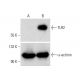 TLR2 Antibody (A-9) - Western Blotting - Image 321859 