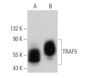 TRAF5 Antibody (B-6) - Western Blotting - Image 374123 