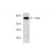 Vasa Antibody (C-2) - Western Blotting - Image 318364