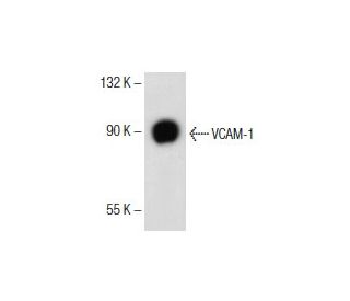 VCAM-1 Antibody (M/K-2) - Western Blotting - Image 153709 