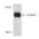 VCAM-1 Antibody (M/K-2) - Western Blotting - Image 397542