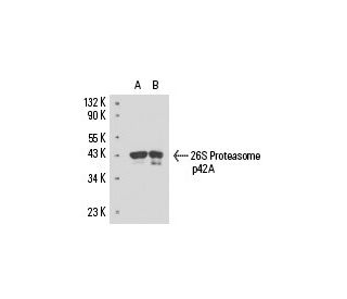 26S Proteasome p42A Antibody (123) - Western Blotting - Image 15670 