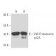 26S Proteasome p42A Antibody (123) - Western Blotting - Image 15664