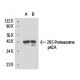 26S Proteasome p42A Antibody (123) - Western Blotting - Image 15670 