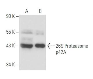 26S Proteasome p42A Antibody (243) - Western Blotting - Image 15668