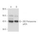 26S Proteasome p42A Antibody (243) - Western Blotting - Image 15668