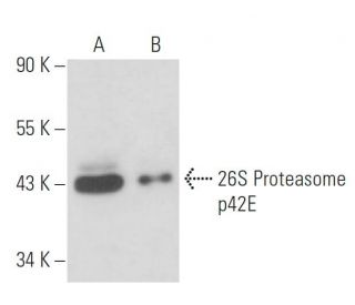 26S Proteasome p42E Antibody (IH12) - Western Blotting - Image 15669