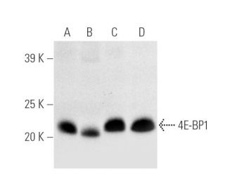 4E-BP1 Antibody (P-1) - Western Blotting - Image 3488 