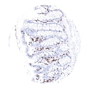 Leica - Colon mucosa