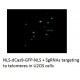 NLS-dCas9-EGFP-NLS