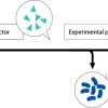 MHC peptide exchange