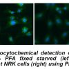 Anti-LC3 pAb