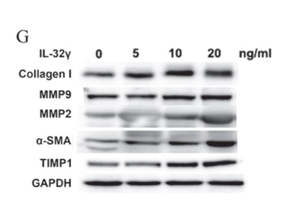 Anti-Collagen Type I FITC