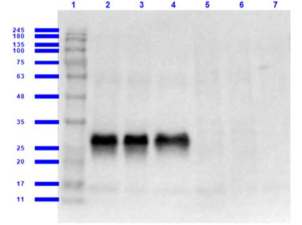 Western Blot Results of Chicken Anti-GFP Antibody