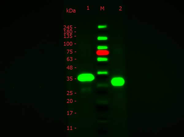 Rabbit anti-Ovalbumin antibody FITC conjugated WB