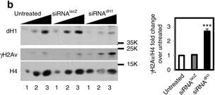 Western Blot of Anti-Histone H2AvD pS137