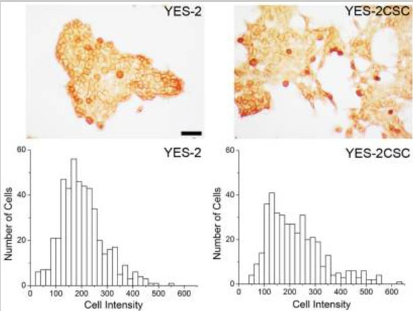 Immunostaining using Normal Goat Serum