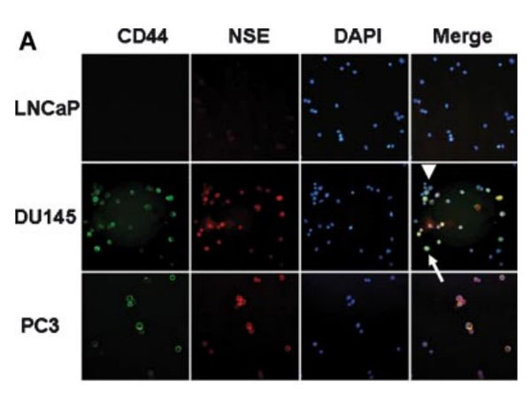 Immunostaining using Normal Goat Serum