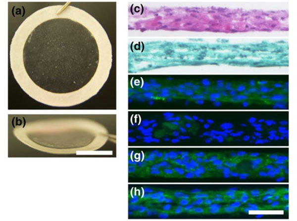 Immunostaining using Normal Goat Serum