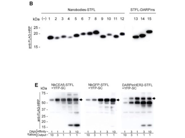 Western Blot using Blotto (Non-Fat Dry Milk)