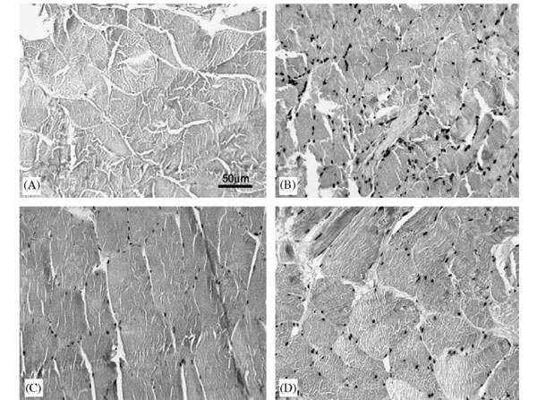 Immunohistochemistry using BSA