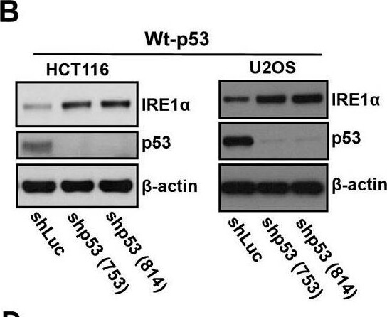 Western Blot using Mouse TrueBlot® ULTRA: Anti-Mouse Ig HRP