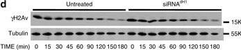 Western Blot of Anti-Histone H2AvD pS137