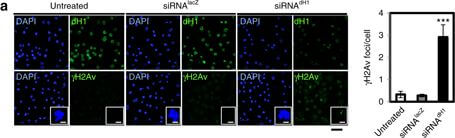 Immunocytochemistry of Anti-Histone H2AvD pS137