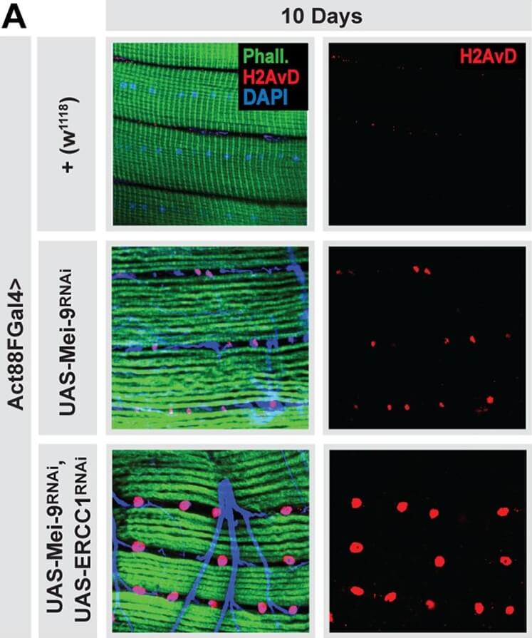 Immunohistochemistry of Anti-Histone H2AvD pS137