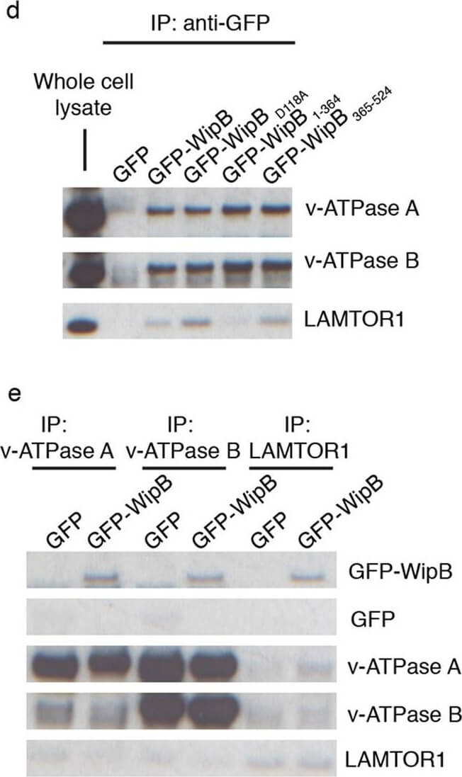 Western Blot using Rabbit TrueBlot®: Anti-Rabbit IgG HRP