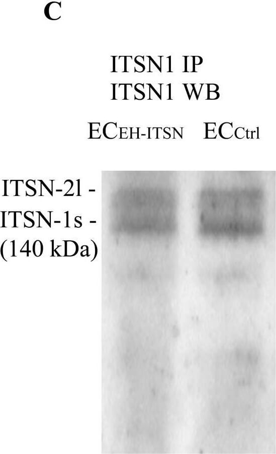 Western Blot of Rabbit TrueBlot®: Anti-Rabbit IgG HRP