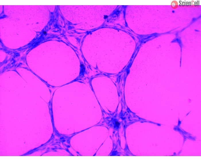 In vivo efficacy testing Clinisciences