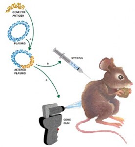 Serviço personalizado : Produção de policlonais de ratinho após imunização genética