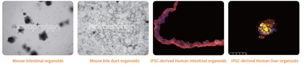 Organoid Validation Data