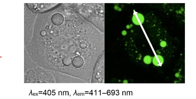 LipiDye Image