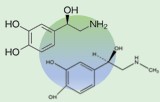 Épinéphrine et Norépinéphrine