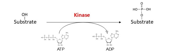 Kinase reaction